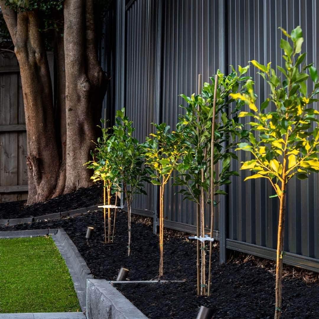 lush land scaping