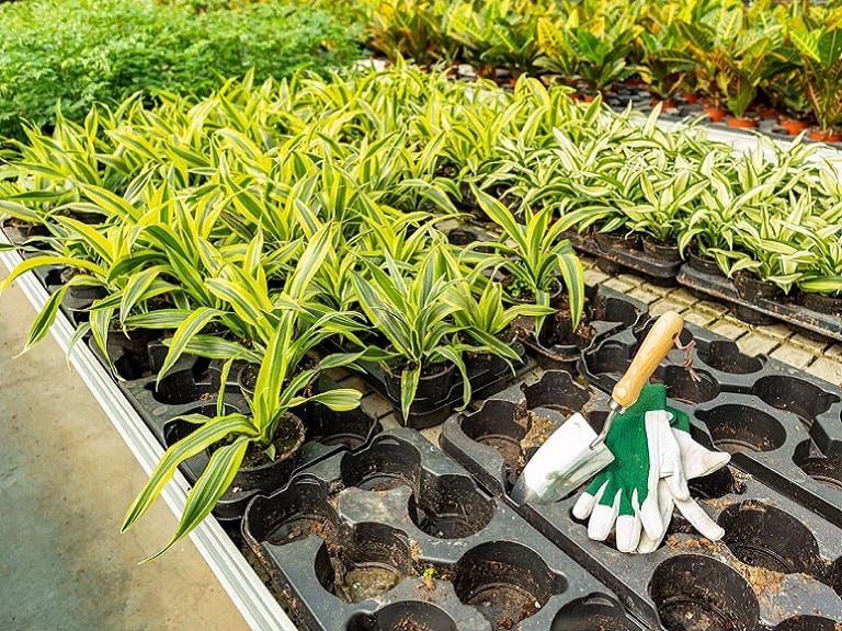 specialised vegetable beds